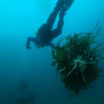 sub trapianto posidonia.00_01_28_24.Immagine004