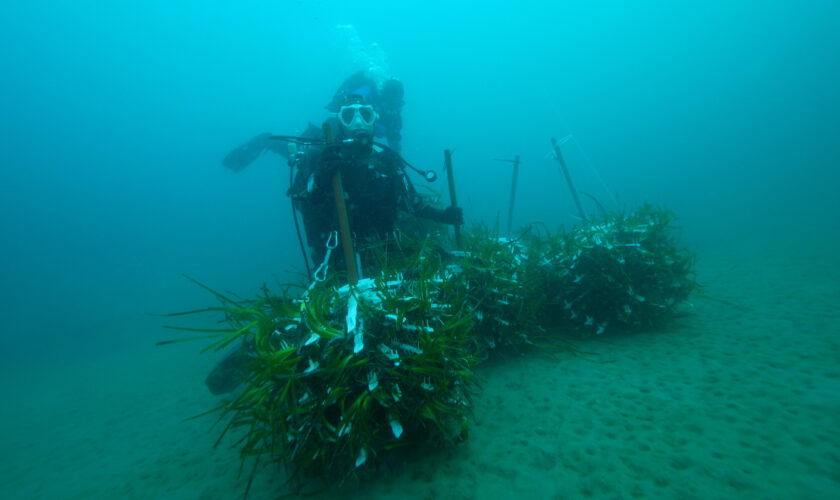 sub trapianto posidonia.00_02_22_42.Immagine005