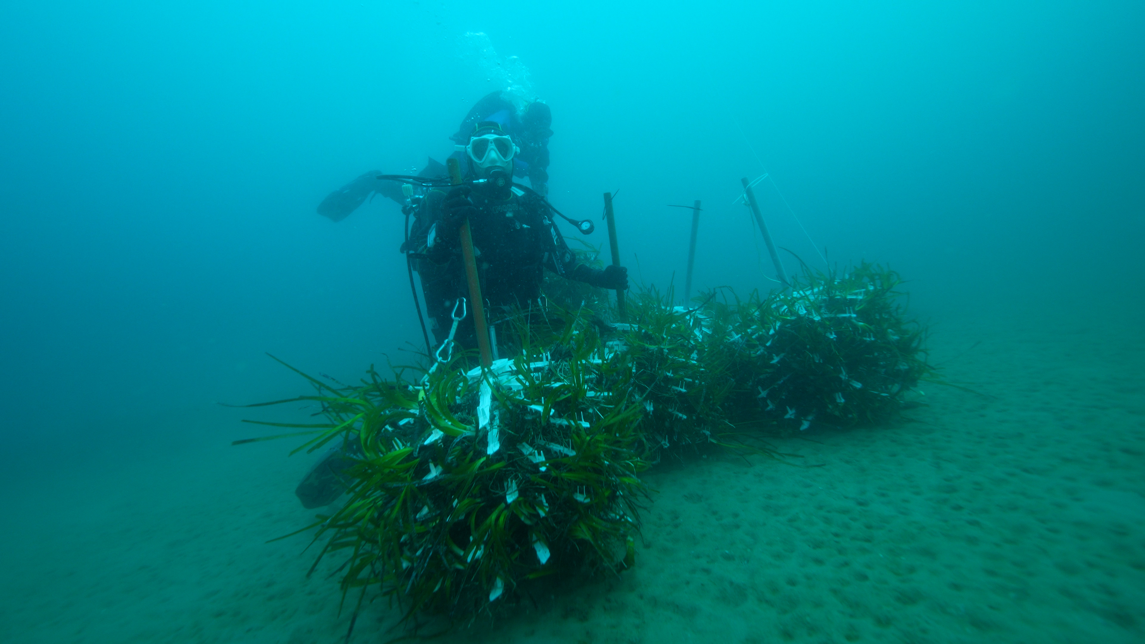 sub trapianto posidonia.00_02_22_42.Immagine005