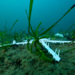 sub trapianto posidonia.00_13_05_31.Immagine017